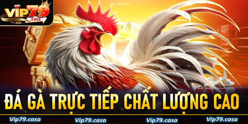 Đá gà trực tiếp chất lượng cao
