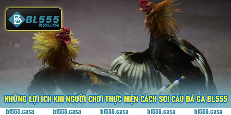 Những lợi ích khi người chơi thực hiện cách soi cầu đá gà Bl555