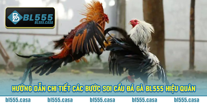 Hướng Dẫn Chi Tiết Các Bước Soi Cầu Đá Gà Bl555 hiệu quản ăn tiền