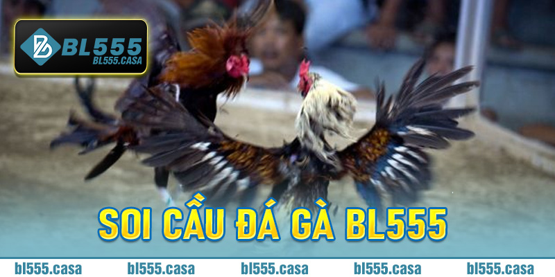 Soi Cầu Đá Gà Bl555